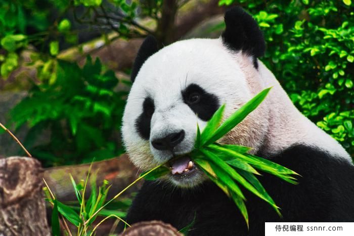 如何在OpenCV Python中比较两张图片？